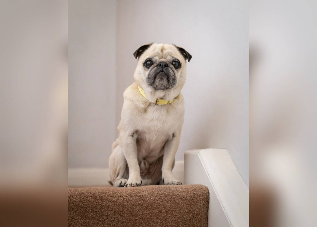 Yellow Leather Dog Collar